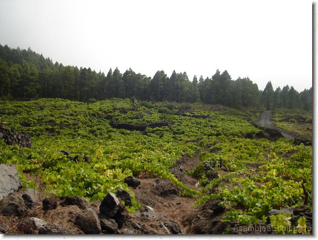 Diapositiva siguiente