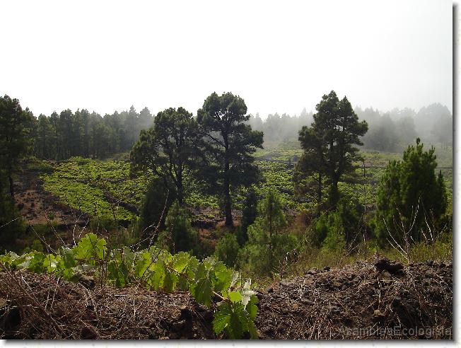 Diapositiva siguiente
