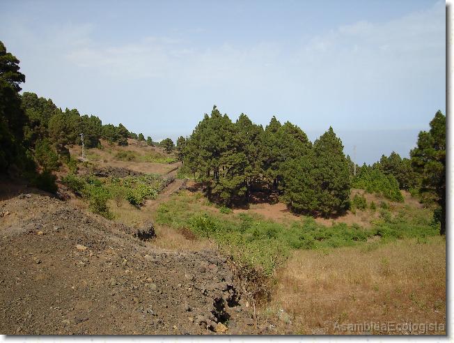 Diapositiva siguiente