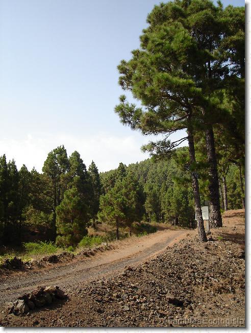 Diapositiva siguiente