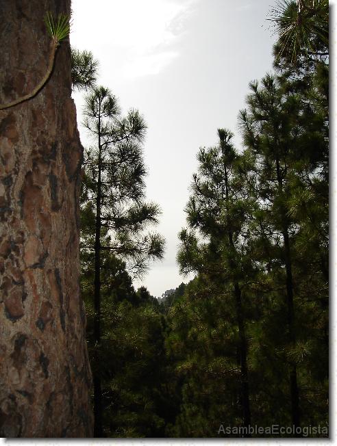 Diapositiva siguiente