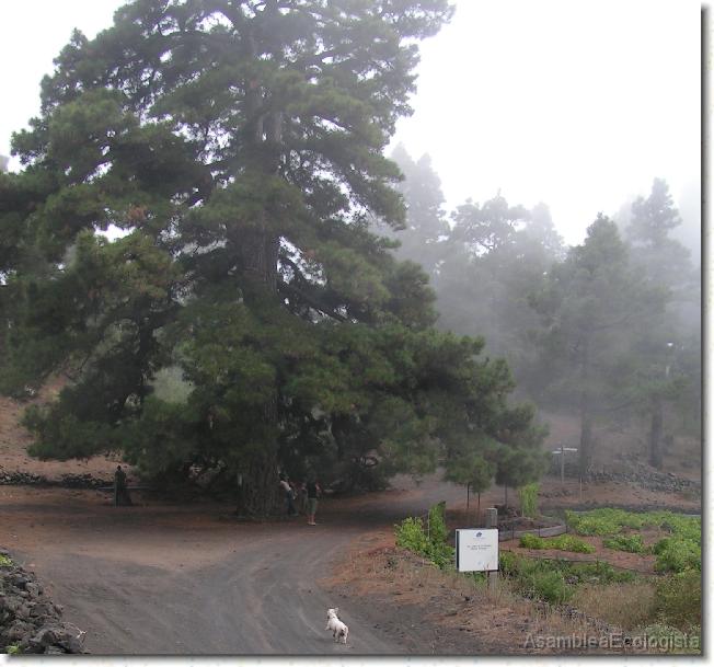 Diapositiva siguiente