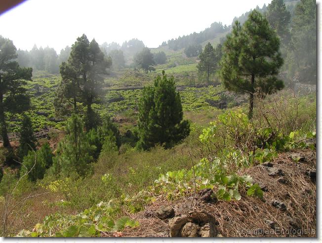 Diapositiva siguiente