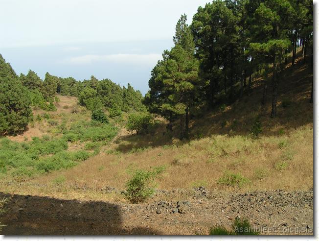 Diapositiva siguiente