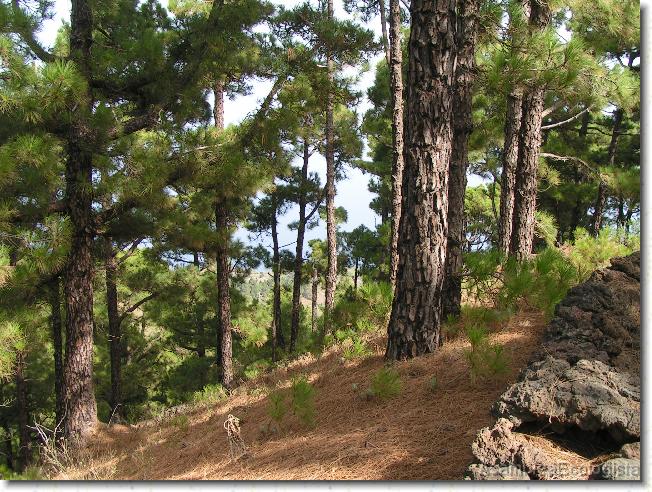 Diapositiva siguiente