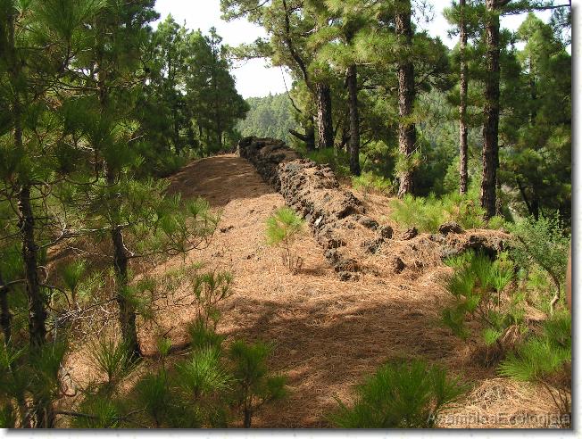 Diapositiva siguiente