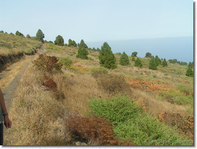 Diapositiva siguiente