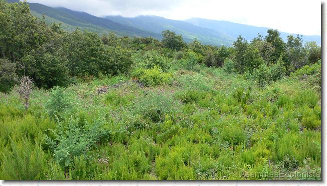 Diapositiva siguiente