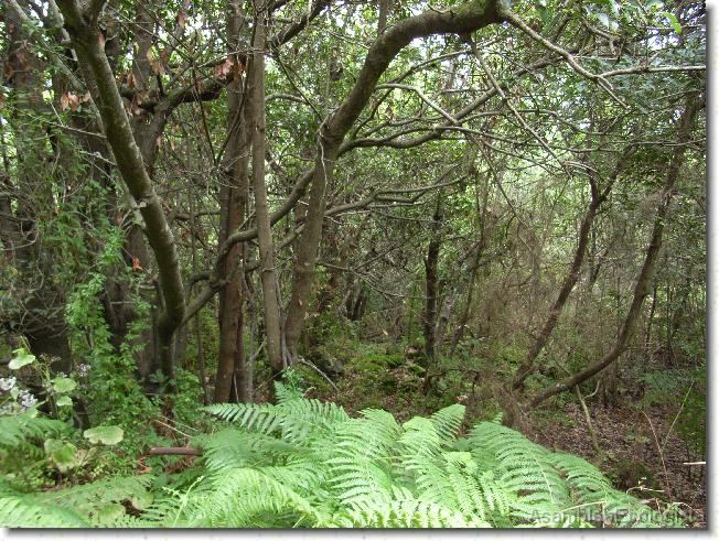 Diapositiva siguiente