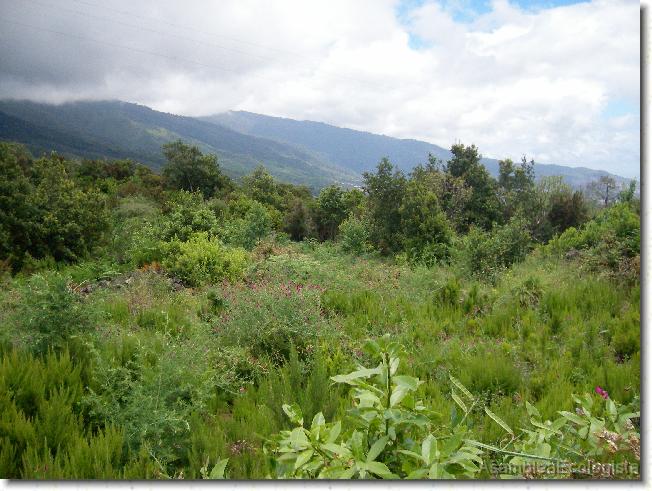 Diapositiva siguiente