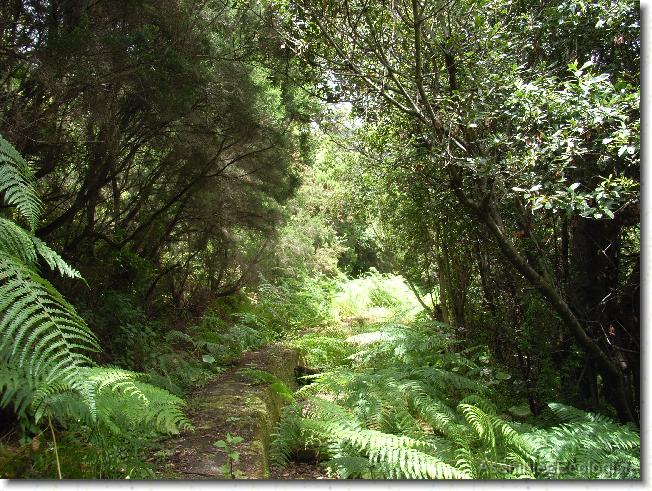 Diapositiva siguiente