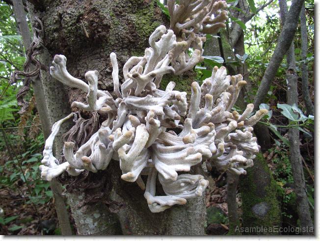 Diapositiva siguiente