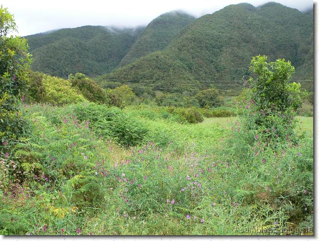 Diapositiva siguiente