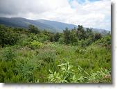 pavona06 * 2816 x 2112 * (1.57MB)