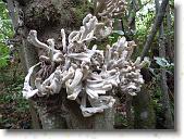 pavona09 * 2816 x 2112 * (1.95MB)