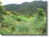 pavona11 * 2048 x 1536 * (1.51MB)