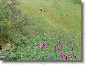 pavona14 * 2048 x 1536 * (1.57MB)