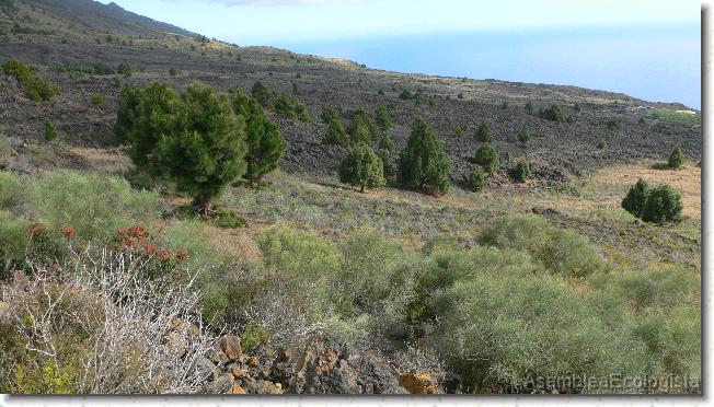 Diapositiva siguiente