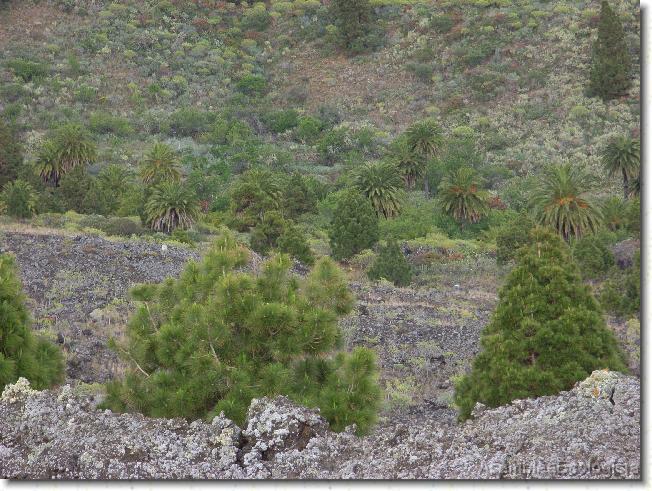 Diapositiva siguiente