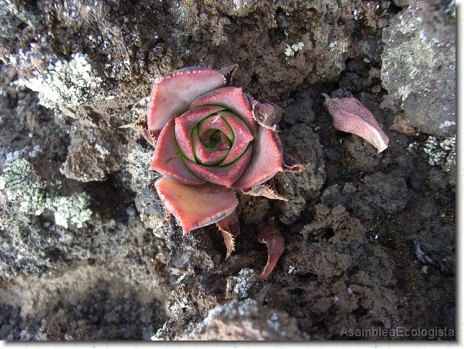 Diapositiva siguiente