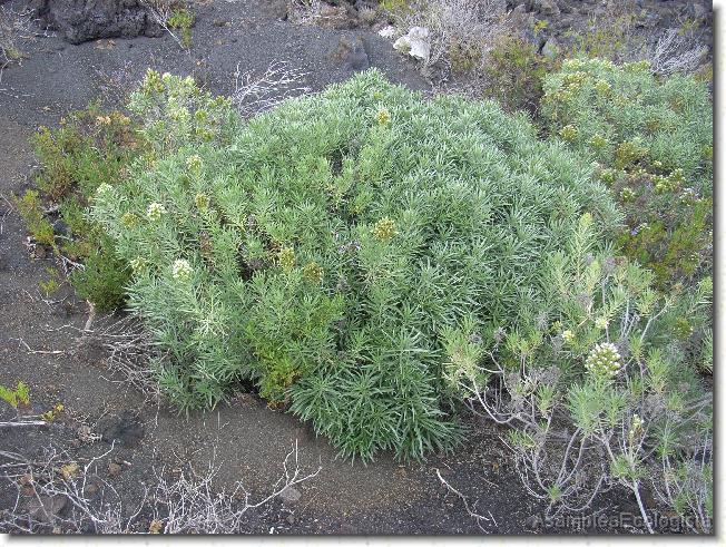 Diapositiva siguiente