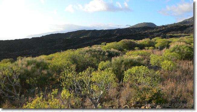 Diapositiva siguiente