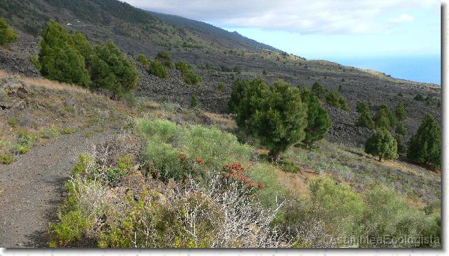 Diapositiva siguiente