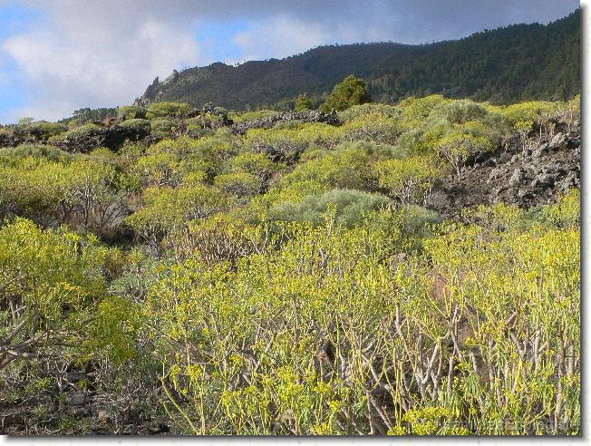 Diapositiva siguiente