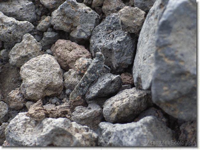 Diapositiva siguiente