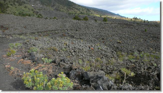 Diapositiva siguiente