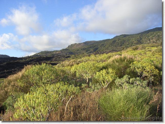 Diapositiva siguiente